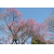 石神井公園　紅梅・白梅6分咲きです
