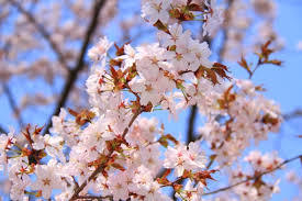 日向市の木「山桜」