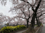 大江川の桜