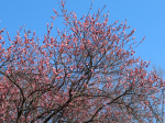 石神井公園紅梅満開でした