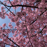 桜の季節！名古屋城桜まつりが開催中です♪