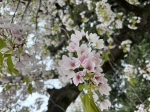 今年の桜も満開となりとてもきれいでした☆彡