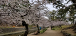 夙川河川敷の桜が満開に近づいています