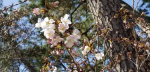 夙川の桜が開花し始めています