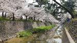 夙川河川敷の桜が見頃です！