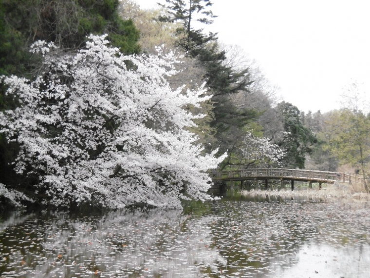 三宝寺池方向石神井公園
