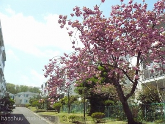牡鹿台ハイツの八重桜