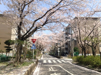 鎌ヶ谷GHの桜