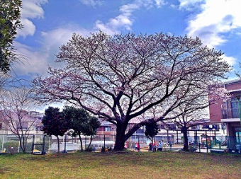 藤原公園の桜
