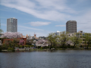 石神井公園桜・ボート池より石神井公園駅方向・・季節ごとに色とりどりの花が咲き誇る都立公園。野球場、アスレチック遊具、ボート場があり、丸一日たっぷり楽しめるレジャースポットです。※駐車場有り　 東京都立