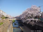 桜 石神井川・散歩道