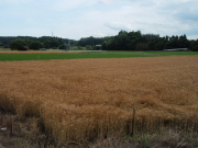 穀物地帯・田園風景