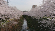 山崎川(桜の季節時）