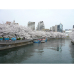 桜が満開時（３月）の大横川。
洋室１から見渡せます